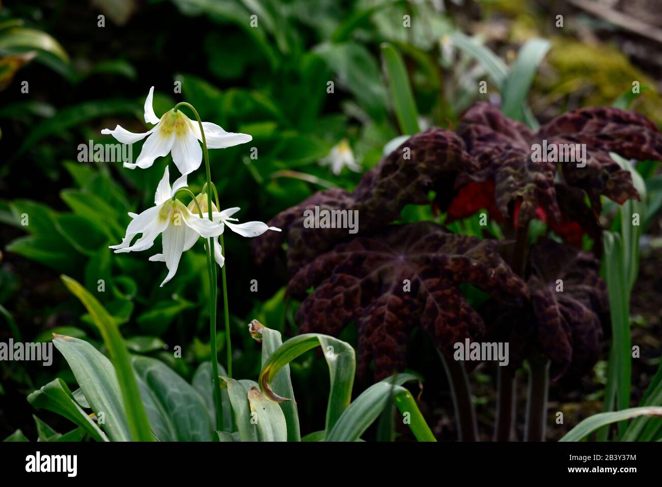 Erythronium Harvington Snowgoose, weiße Blumen, Podophyllum Roter Panda, Kupferrostblätter, Laub, Blüte, Schatten, schattig, schattig, Holzländer, wo Stockfoto