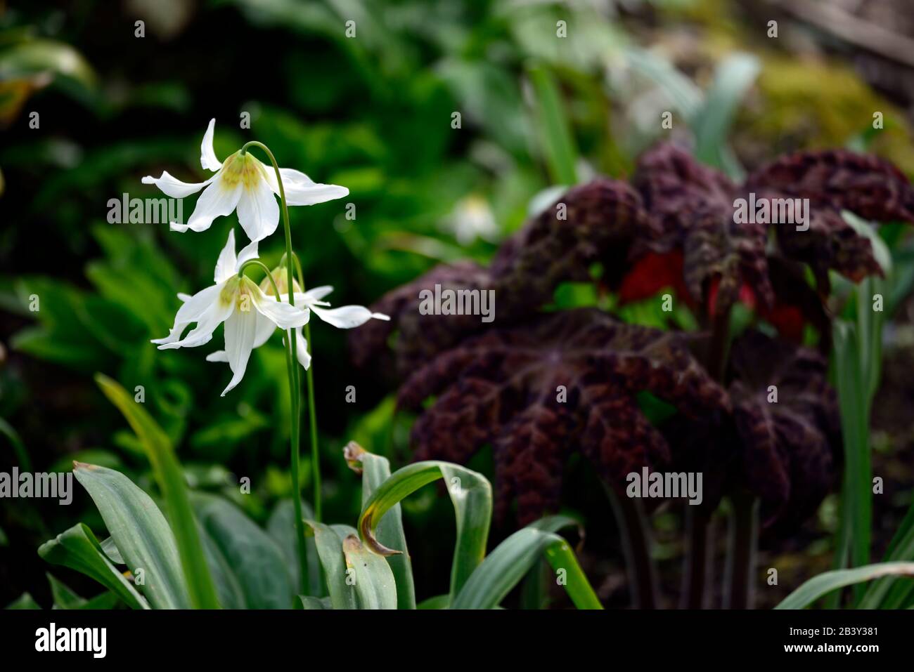 Erythronium Harvington Snowgoose, weiße Blumen, Podophyllum Roter Panda, Kupferrostblätter, Laub, Blüte, Schatten, schattig, schattig, Holzländer, wo Stockfoto