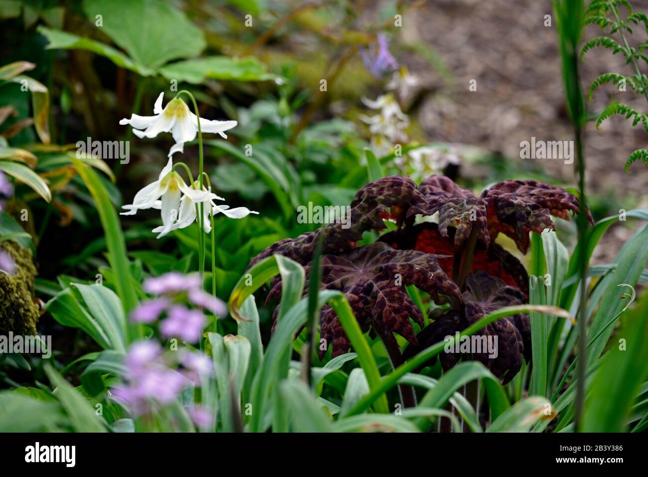 Erythronium Harvington Snowgoose, weiße Blumen, Podophyllum Roter Panda, Kupferrostblätter, Laub, Blüte, Schatten, schattig, schattig, Holzländer, wo Stockfoto