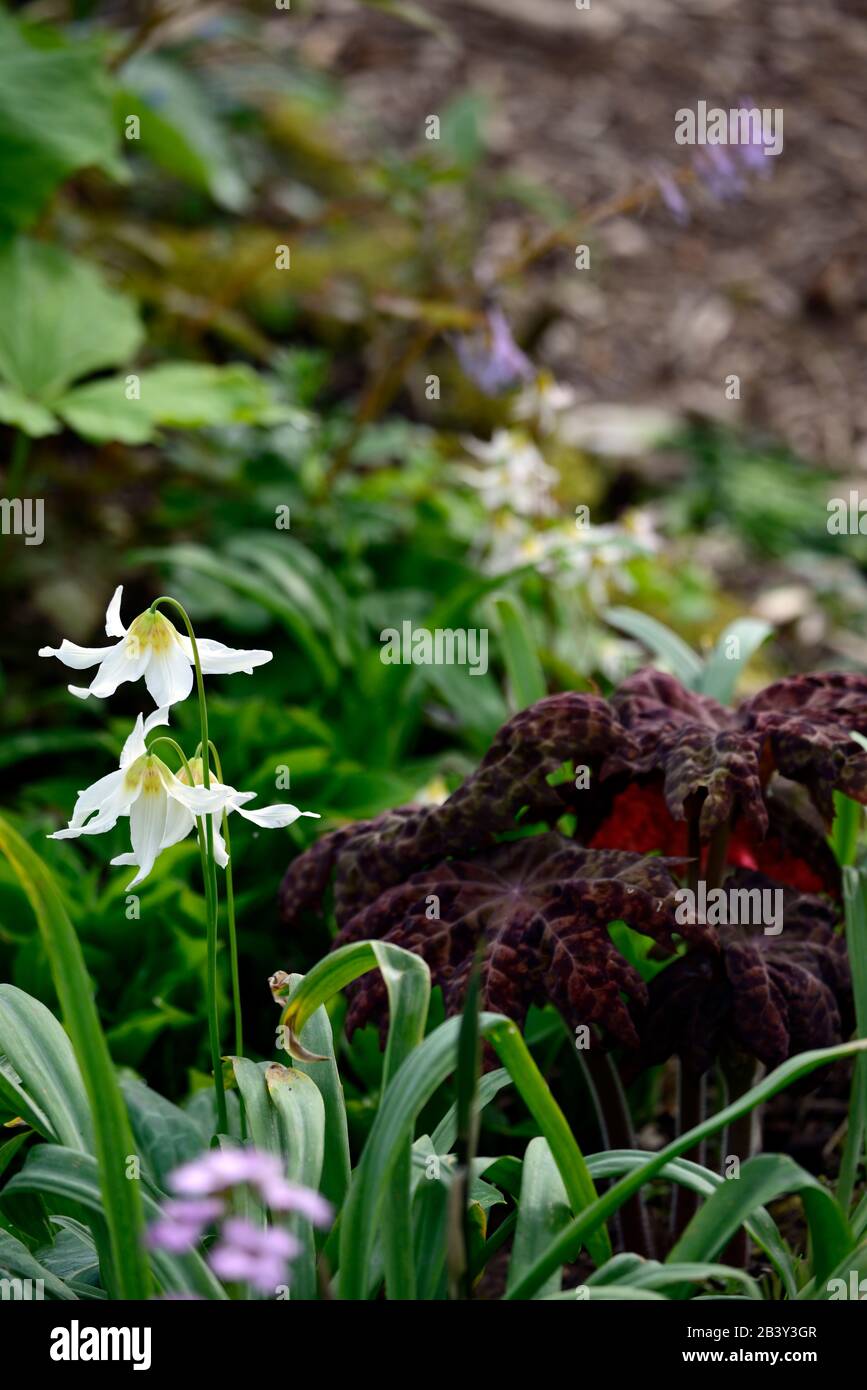 Erythronium Harvington Snowgoose, weiße Blumen, Podophyllum Roter Panda, Kupferrostblätter, Laub, Blüte, Schatten, schattig, schattig, Holzländer, wo Stockfoto