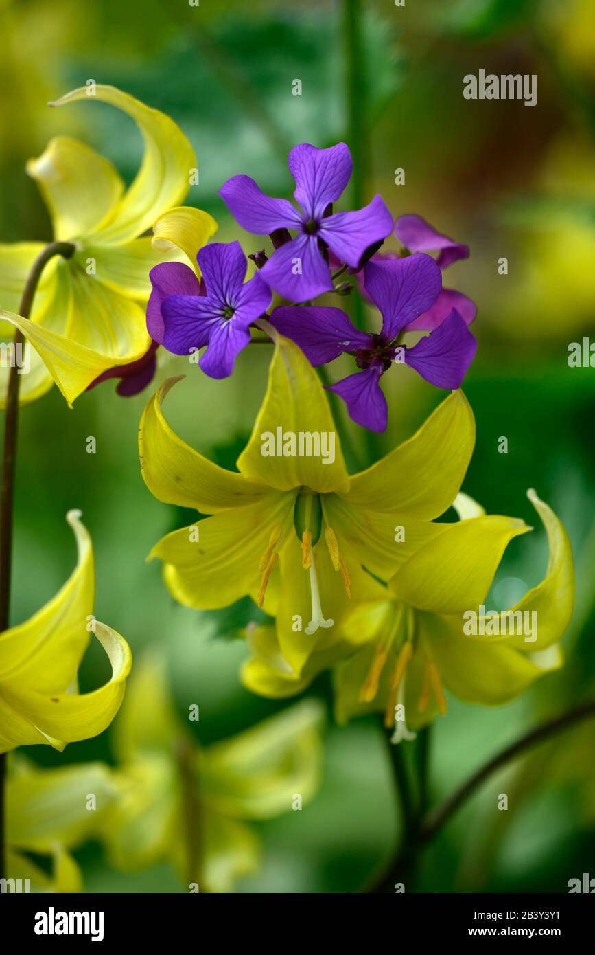 Erythronium tuolumnense Spindlestone, gelbe Blumen, süße Rakete, Hesperis matronalis,, lila Blüten, gelb und lila, Frühlingsblumen, Blüte, Schatten Stockfoto