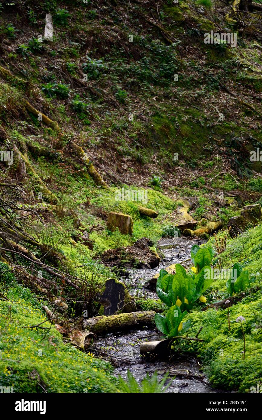 Lysichiton americanus, Bach, Fluss, Tal, Holz, Wald, Schatten, schattig, invasive Arten, RM Floral Stockfoto