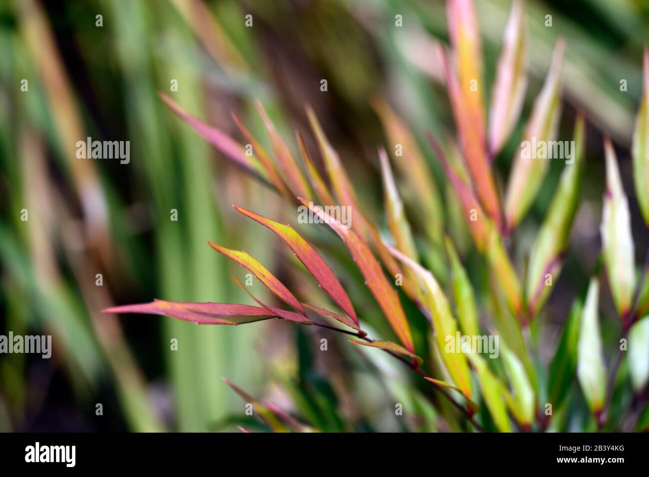Mahonia eurybracteata süßer Winter, Blätter, Laub, immergrün, Winterinteresse, Garten, RM Blumen Stockfoto