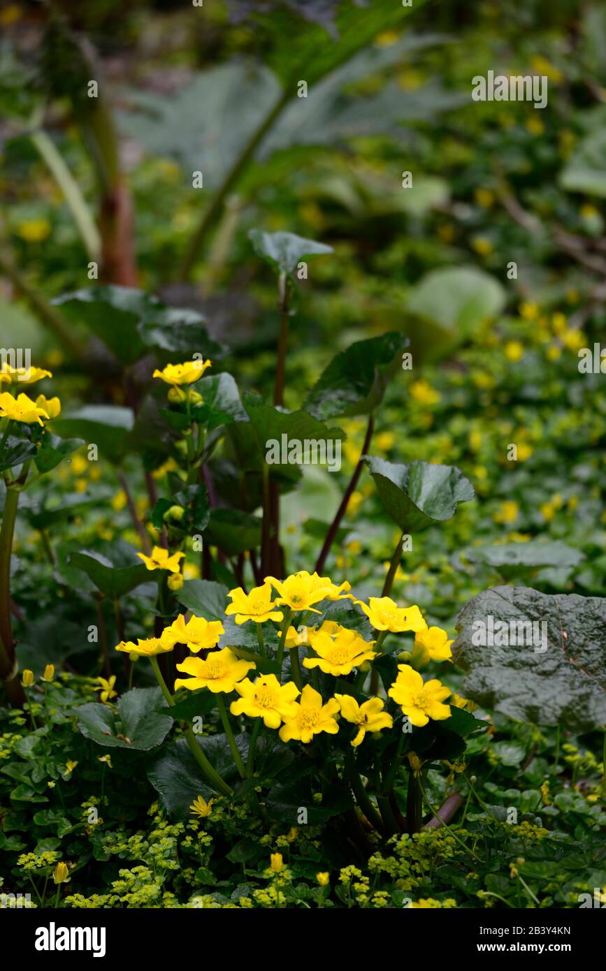 Sumpfige pflanze Fotos und Bildmaterial in hoher Auflösung Alamy