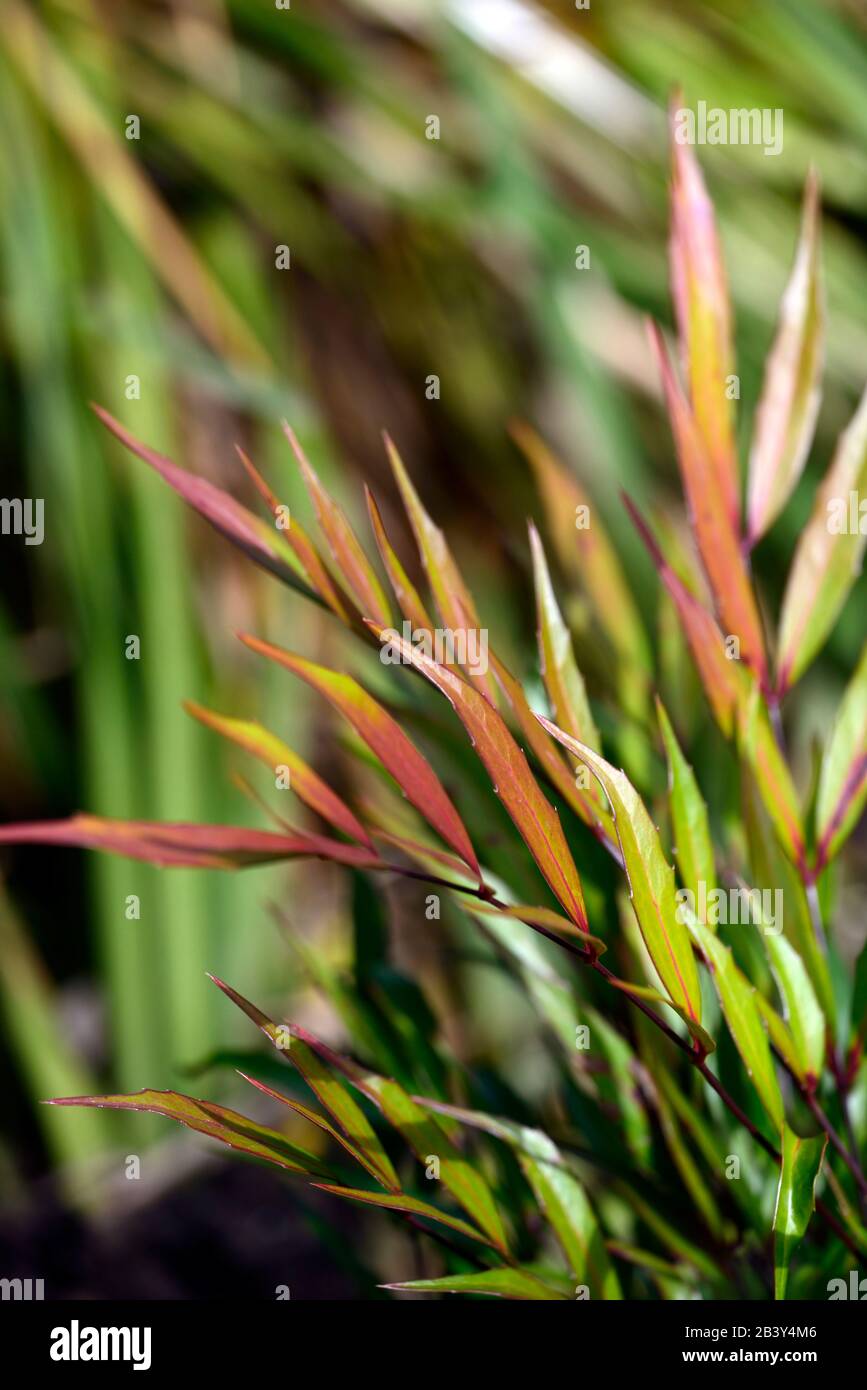 Mahonia eurybracteata süßer Winter, Blätter, Laub, immergrün, Winterinteresse, Garten, RM Blumen Stockfoto