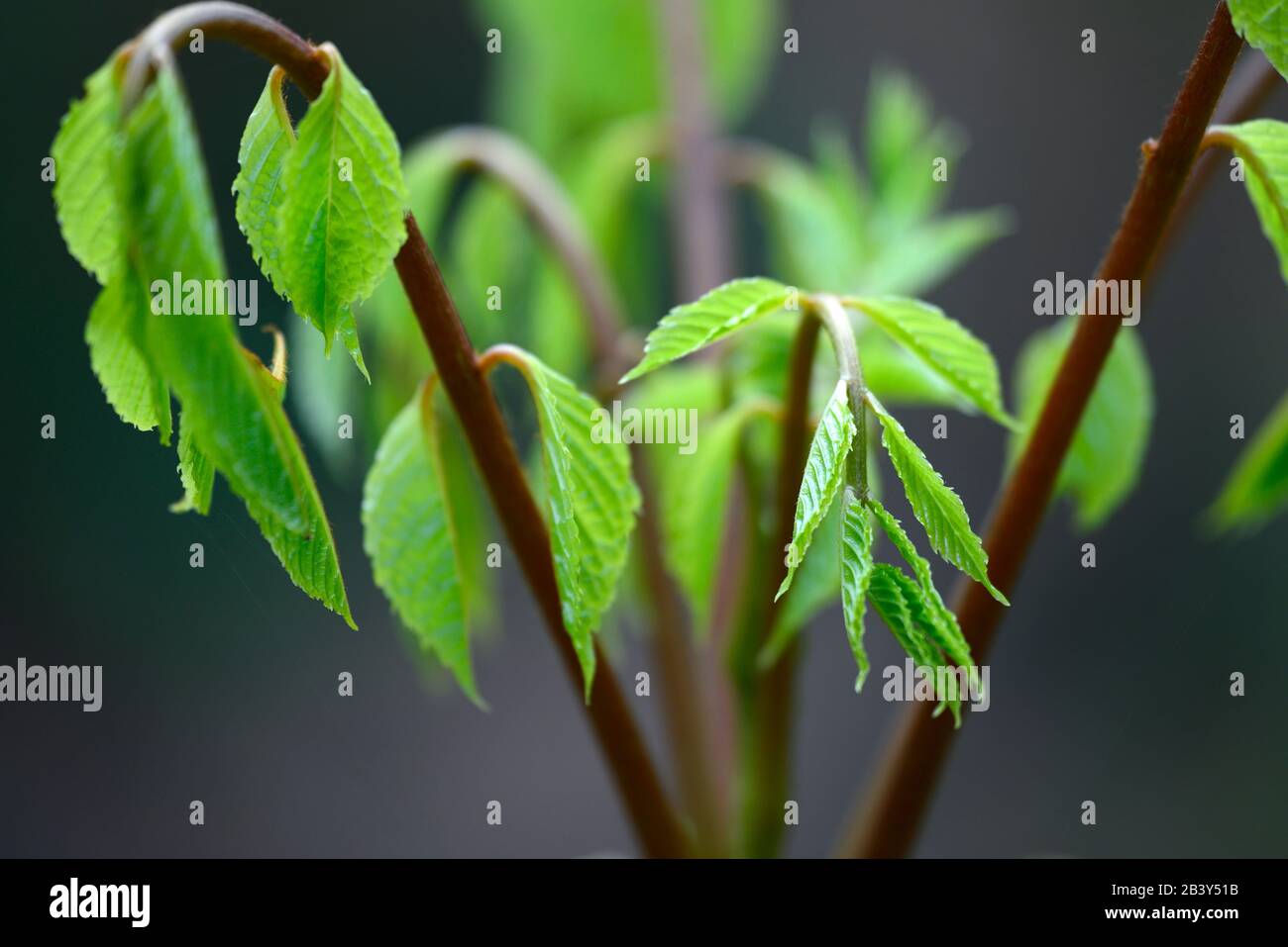 Meliosma veitchiorum, neue Blätter, neues Laub, Frühlingswachstum, Baum, Bäume, RM Floral Stockfoto