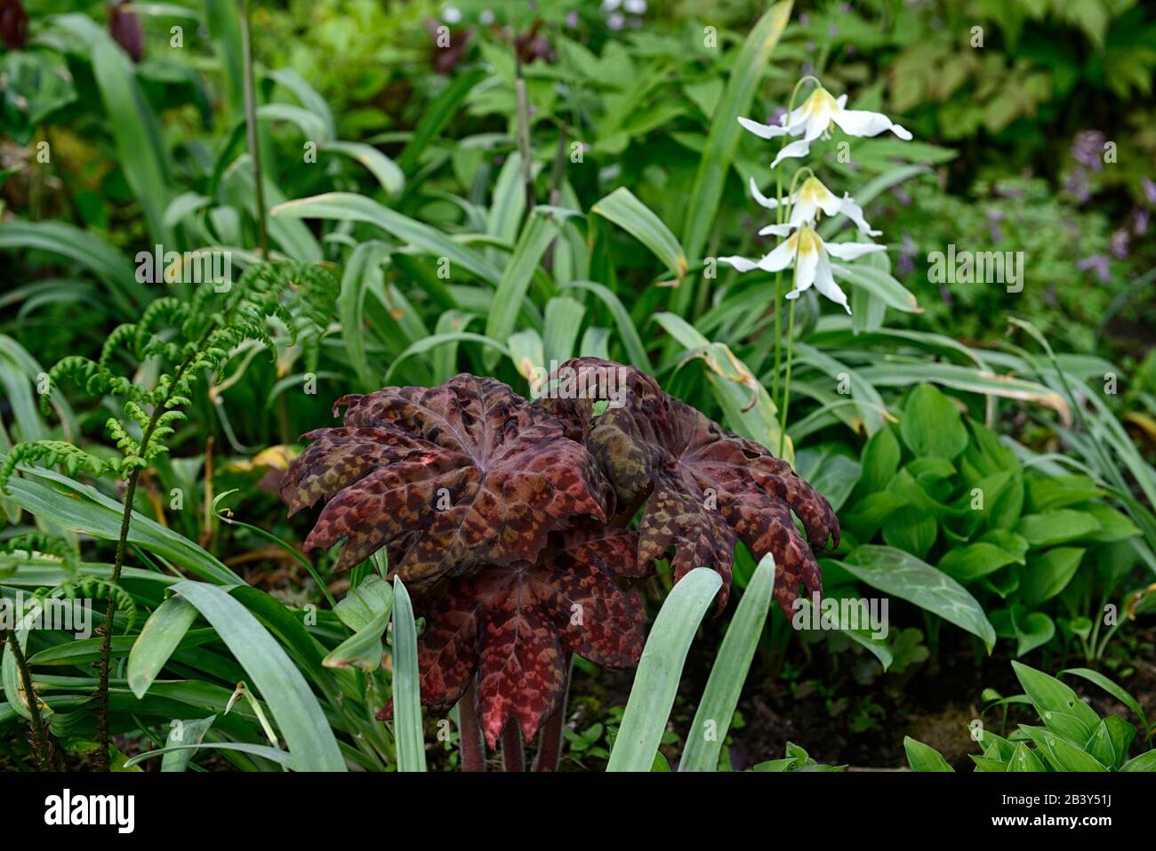 Podophyllum Red Panda, Kupferrostblätter, Laub, Erythronium Harvington Snowgoose, weiße Blumen, Blüte, Schatten, schattig, Holzfäller, Holzfäller, wo Stockfoto