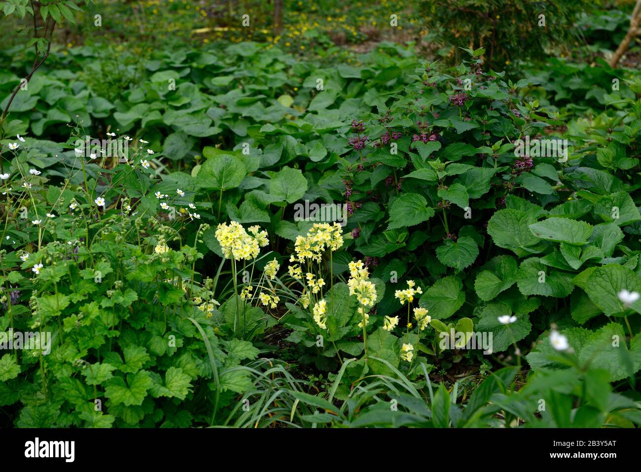 Primula elatior, gelbe Blumen, Blüte, Schatten, schattig, schattig, Holzländer, Holz, Waldgarten, Gärten, RM Floral Stockfoto