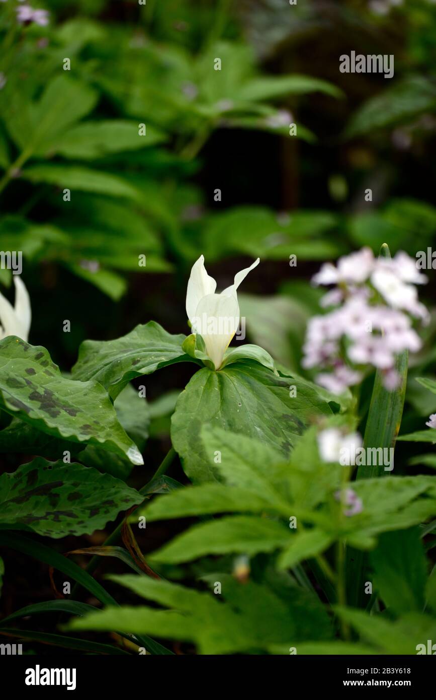 Trillium albidum, weiß, Frühlingsblumen, Blüte, Schatten, schattig, schattig, Holzfäller, Holz, Waldgarten, Gärten, RM Floral Stockfoto