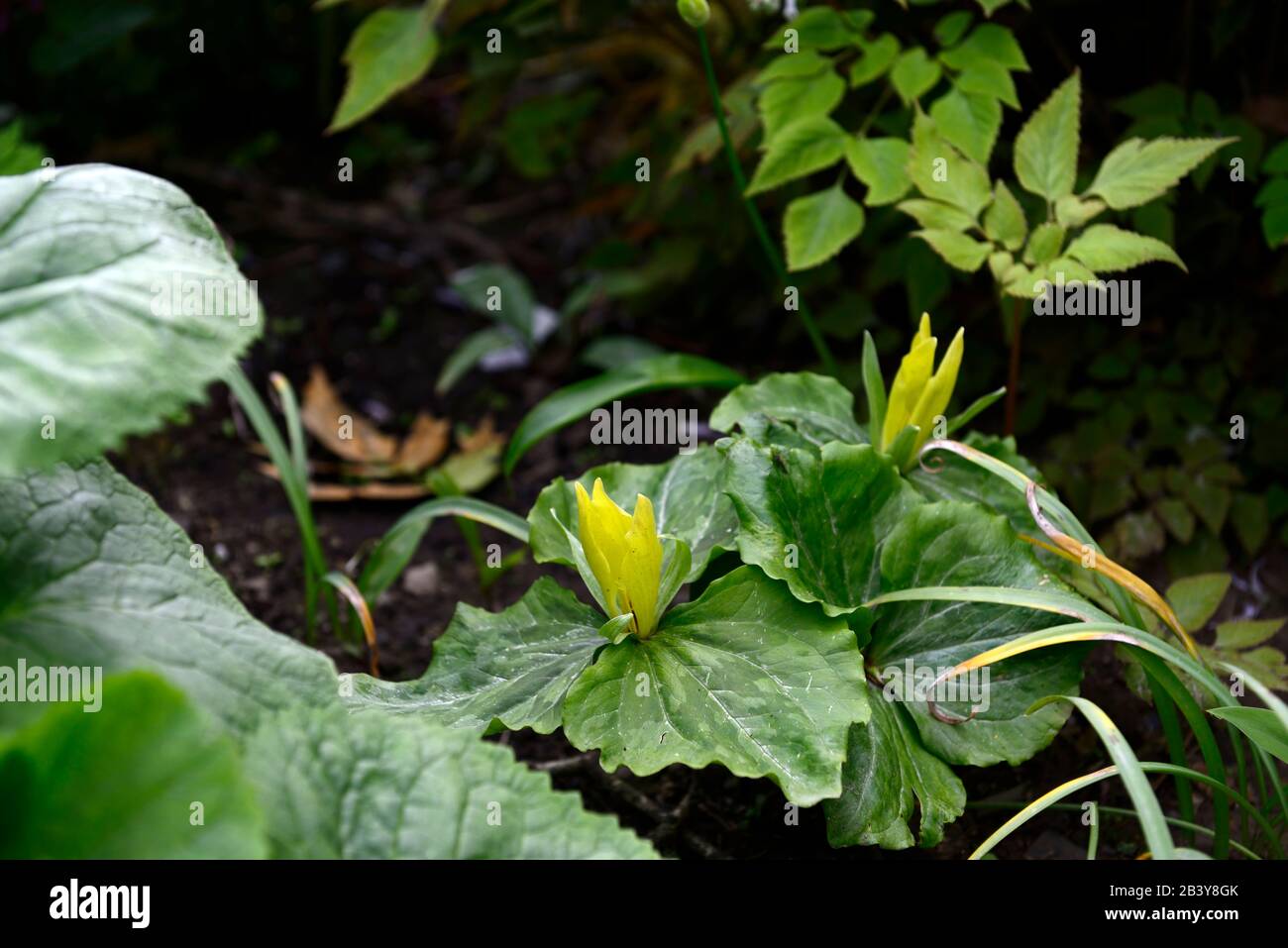 Trillium luteum, gelbe Blumen, Frühlingsblumen, Blüte, Schatten, schattig, schattig, Holzfäller, Holz, Waldgarten, Gärten, RM Floral Stockfoto