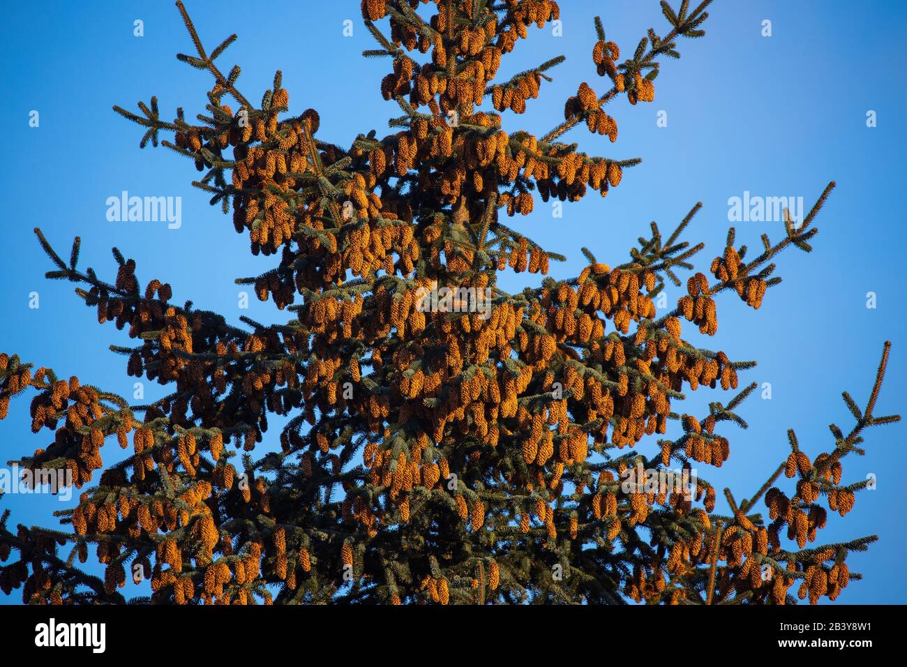 Kegel des Sitka Spruce Tree in Kodiak, Alaska Stockfoto