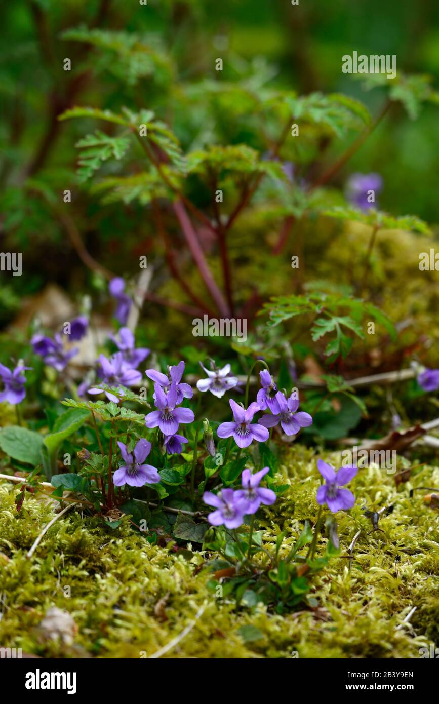 Viola rivinia, Common Dog-violett, blaue Blumen, heimische Witlblume, irland, Wald, mehrjährig, Schatten, Frühling, schattig, schattig, Holz, Wald, Garten, Gärten, RM Stockfoto