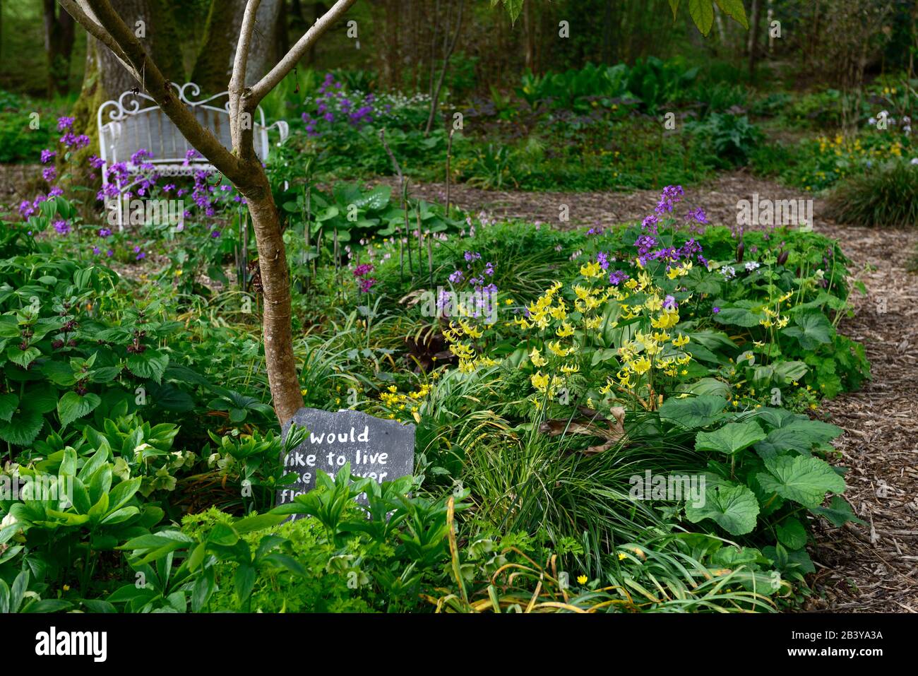 Erythronium tuolumnense Spindlestone, gelbe Blumen, Frühlingsblumen, Blüte, Schatten, schattig, Holzfäller, Holzfäller, Holz, Waldgarten, Gärten, Hu Stockfoto