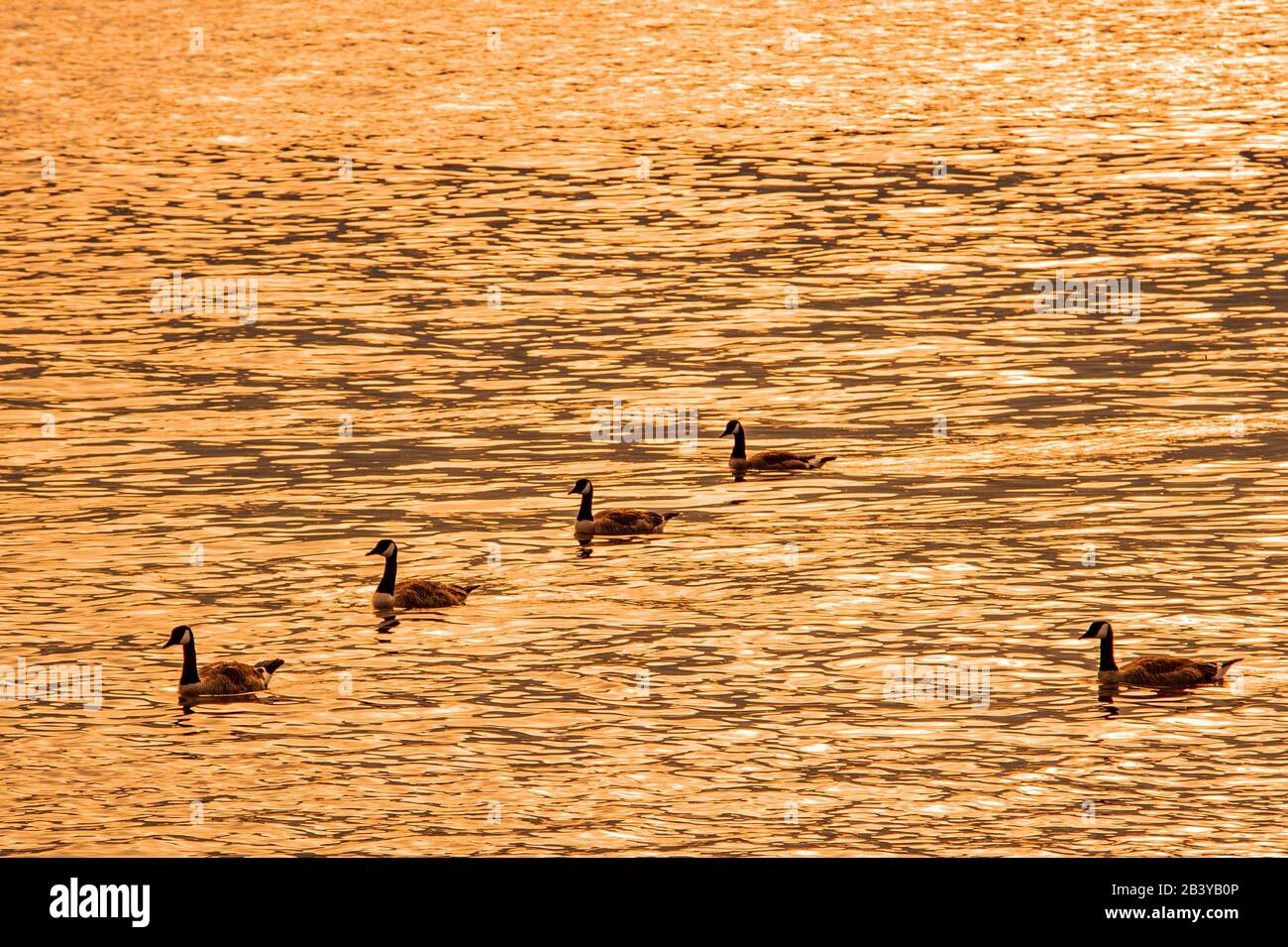 In Zeile Stockfoto