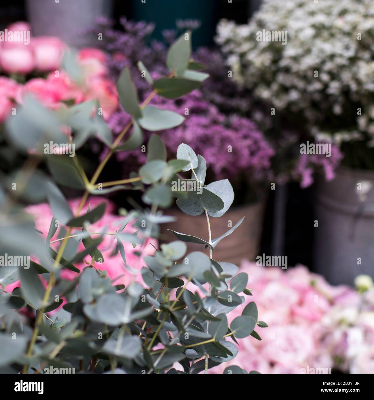 Designkarte aus einem Eukalyptus-Blumenstrauß auf dem Rosenkugel Stockfoto