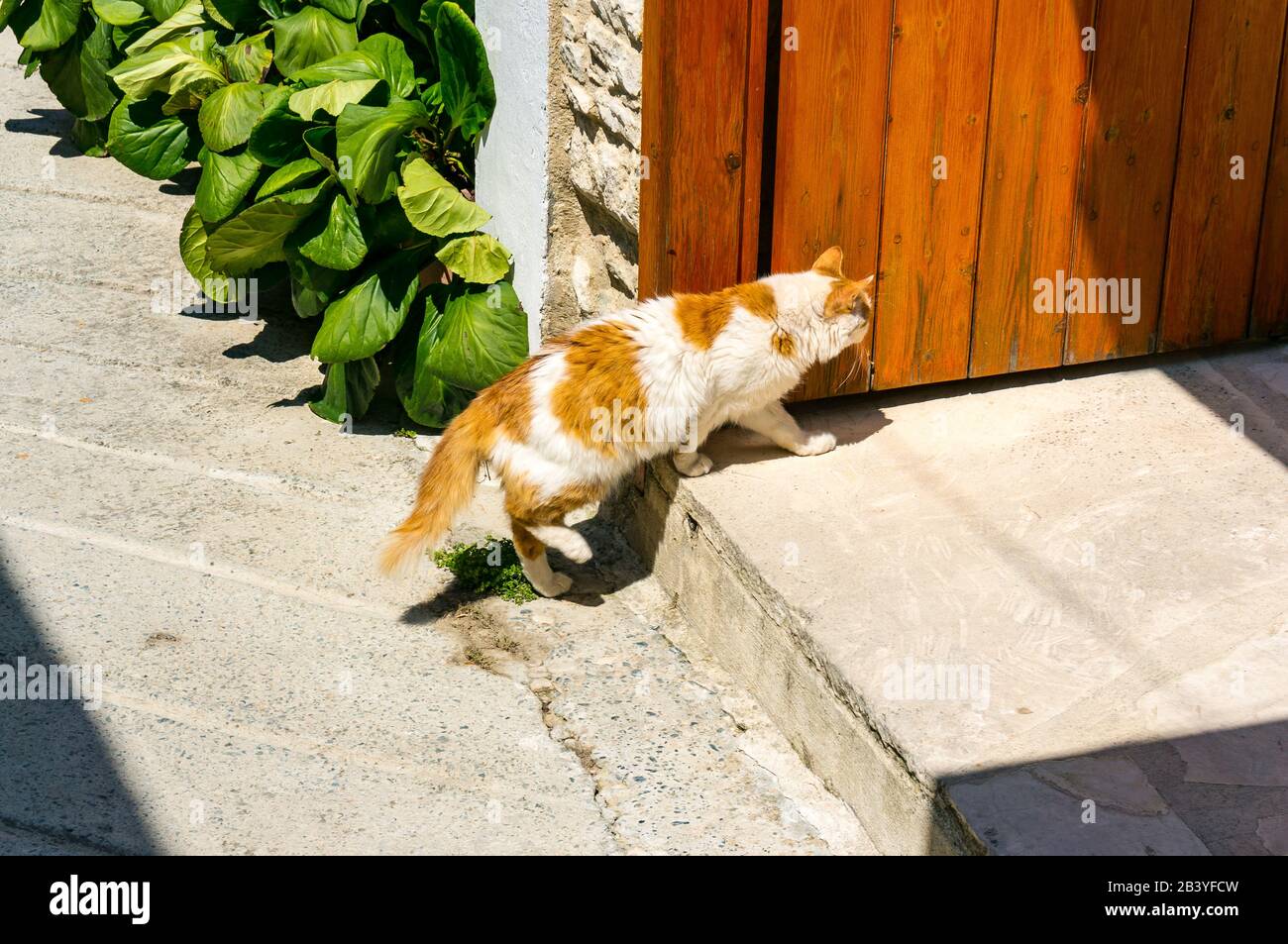 Rot-weiße Katze an der Schwelle zum Haus in der Resortstadt. Heimkehr. Stockfoto