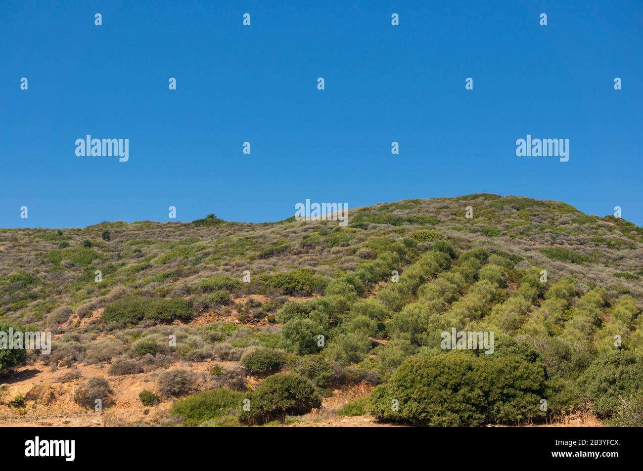 Olivenbäume an einem Berghang an einem klaren Herbsttag. Stockfoto
