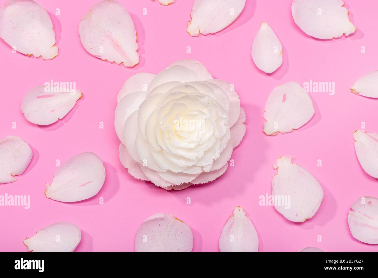 Wunderschöner Blumenhintergrund mit Kamelienblume und Kronblättern auf pinkfarbenem Hintergrund Stockfoto