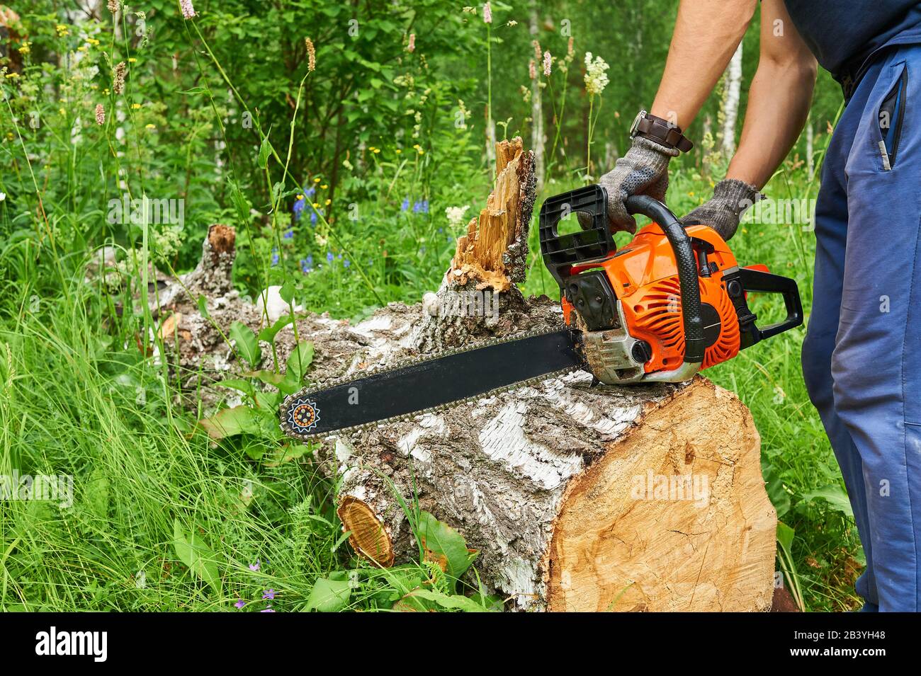Kettensäge in Aktion Schneidholz. Man schneide Holz mit Säge, Staub und Bewegungen. Stockfoto