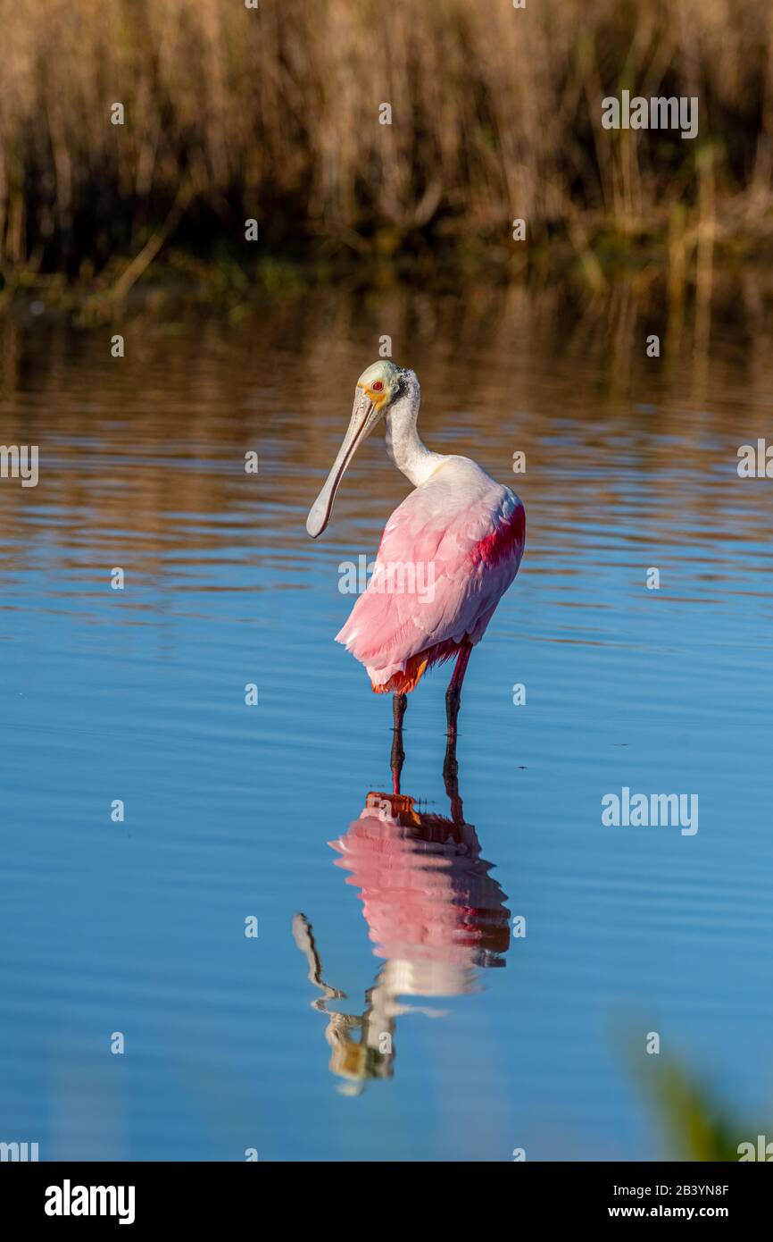 Ein Roseatspoonbill (Platalea ajaja) Vogelwatung spiegelt sich im Wasser in Florida, USA, wider. Stockfoto