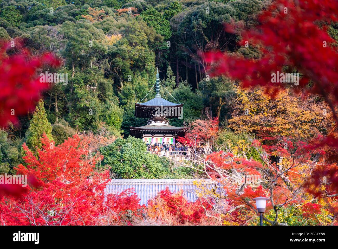 Eikando Zenrinji Tempel mit rotem, gelbem Ahorn-Teppich in der höchsten Herbstfarbe Ende November in Kyoto, Japan. Berühmtes Wahrzeichen, um Herbst l zu sehen Stockfoto