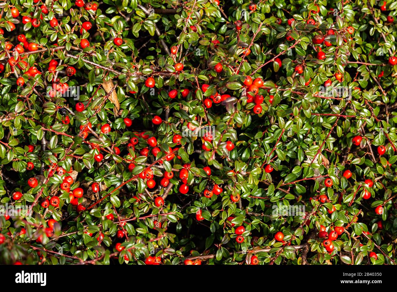 Cotoneaster mit Winterbeeren Stockfoto