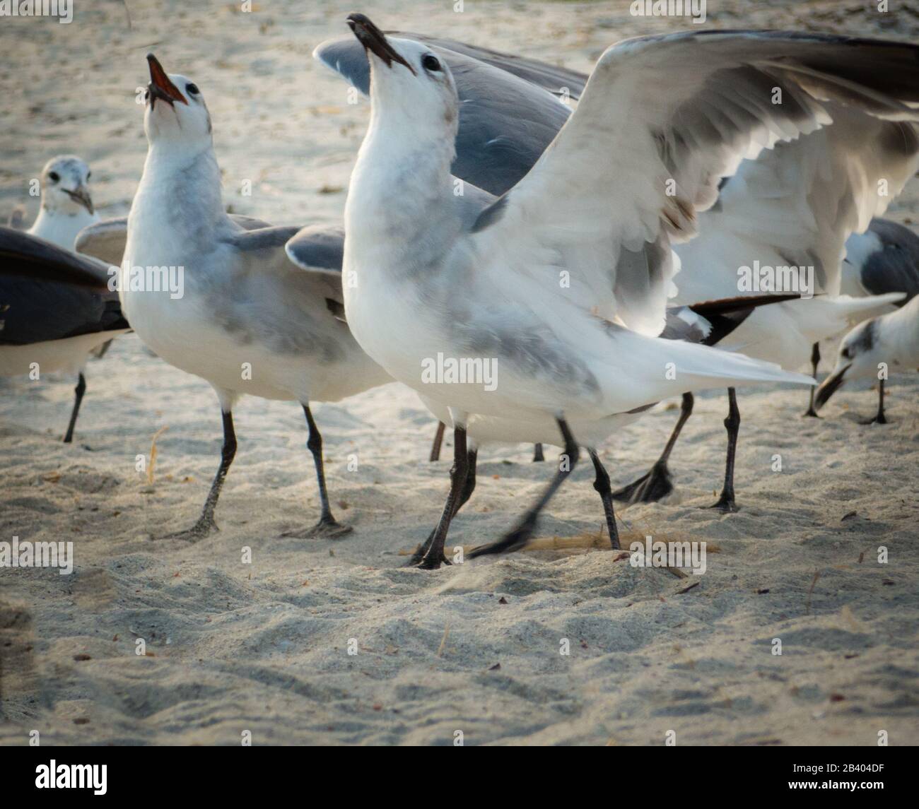 Eine Menge Möwen, die Flügel ausbreiten und Brotkrümel am Strand von Florida in der Nähe von St. Augustine fangen. Vogelperspektive, Tageslicht. Stockfoto