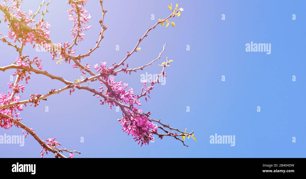 Fruhlingshintergrund Mit Rosafarbenem Blumenstirn Schone Naturszene Mit Bluhendem Baum Und Sonnenblumen Ostersonntag Und Fruhlingsblumen Abstrakter Verschwommener Hintergrund Im Fruhling Stockfotografie Alamy