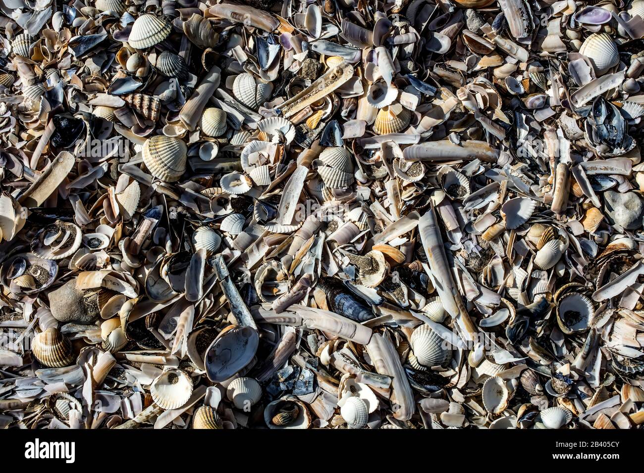 Muscheln am Strand Stockfoto