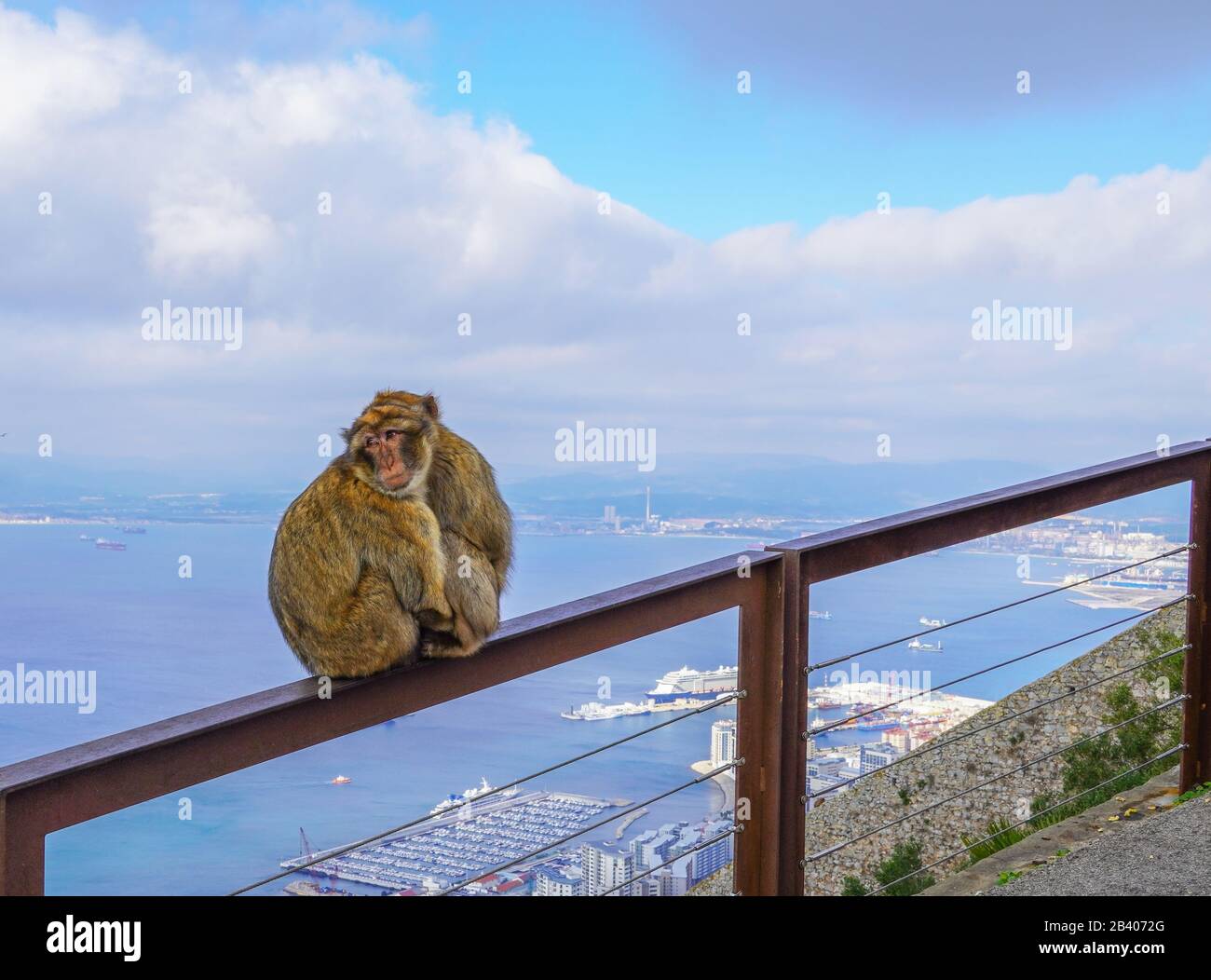 Zwei Affen umarmen, Straße von Gibraltar, Spanien Stockfoto