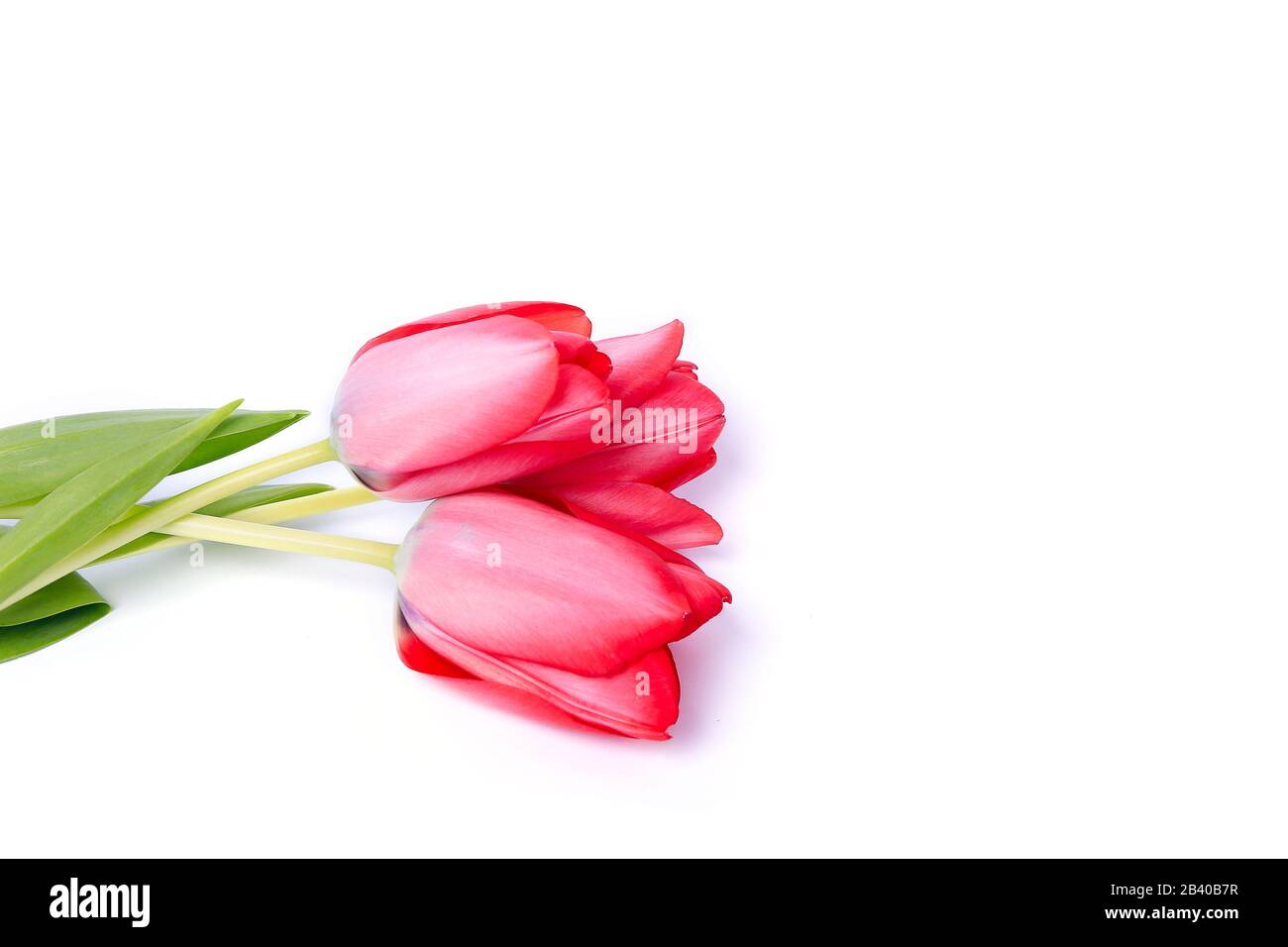 Blumenstrauß mit pinkfarbenen Tulpen im Frühling isoliert auf weißem Hintergrund. Hintergrund für den Ostertag. März, internationaler Tag der Frauen, Geburtstag, Valentinstag oder Stockfoto