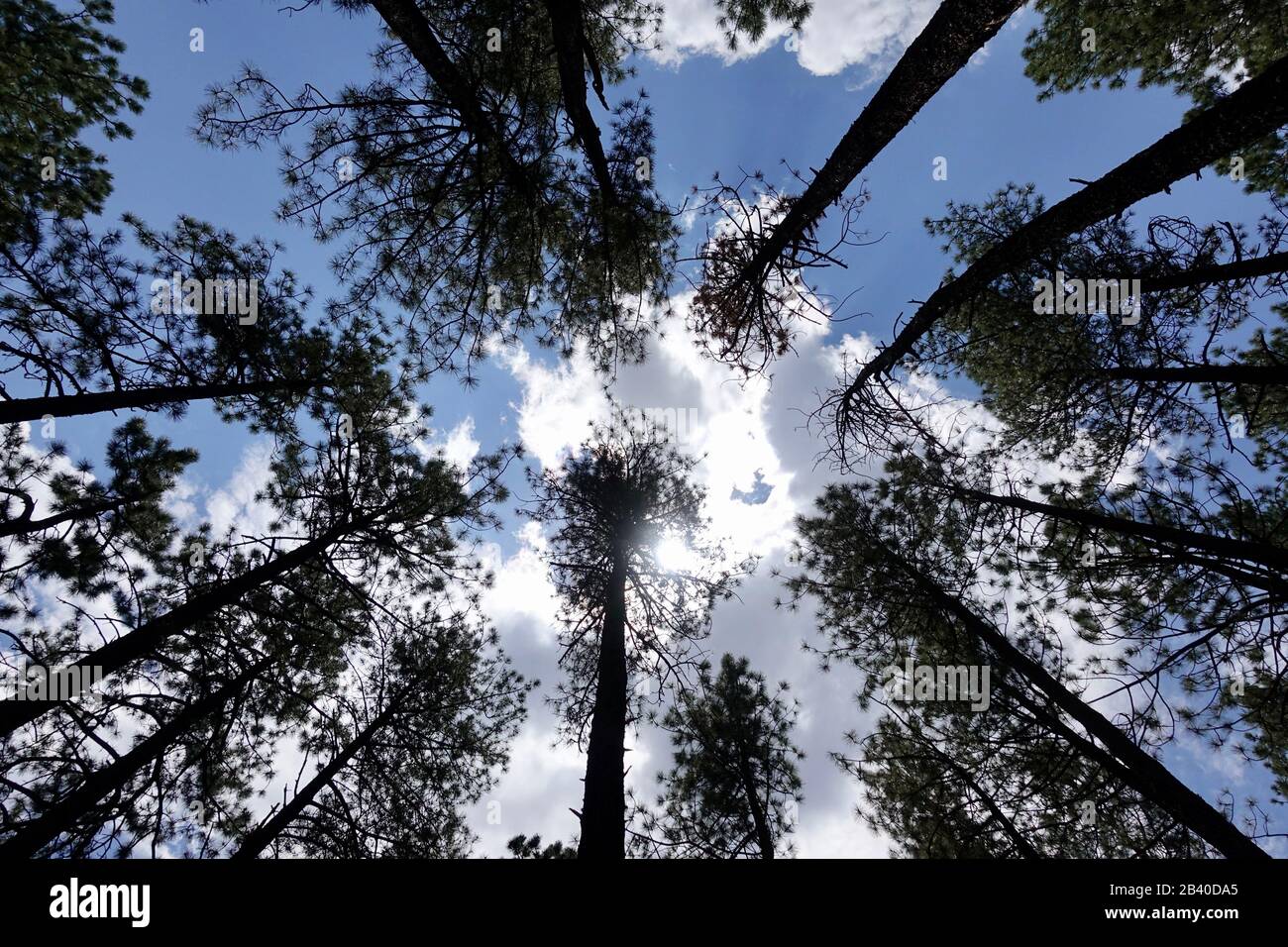 Ein Blick auf Aspen Bäume vom Boden aus gesehen. Stockfoto