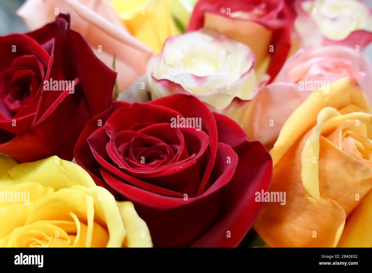 Eine Nahaufnahme verschiedenfarbiger Rosen in einem Blumenstrauß. Stockfoto