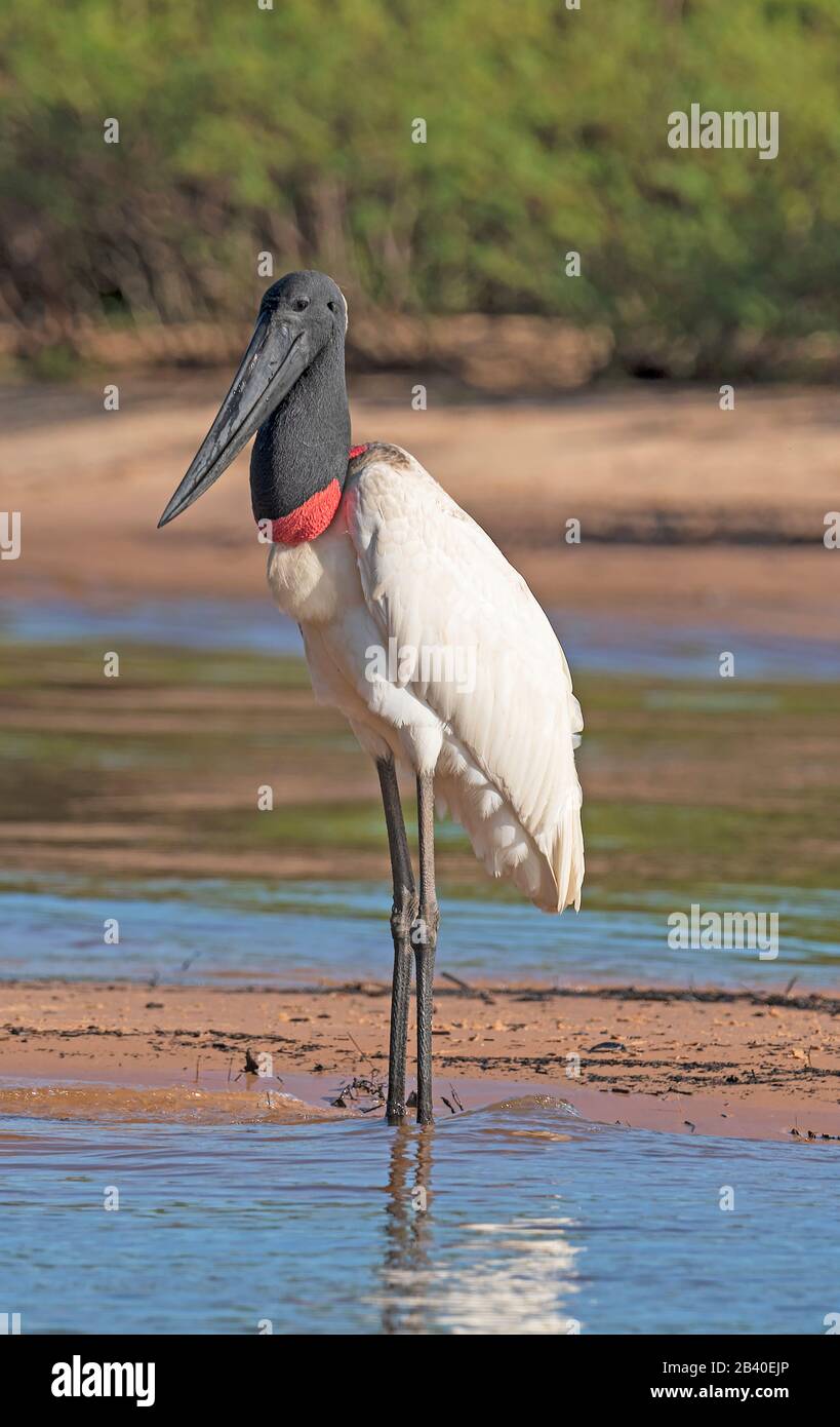 Jabiru Stork an einem Fluss Sandbar im Pantanal-Nationalpark in Brasilien Stockfoto