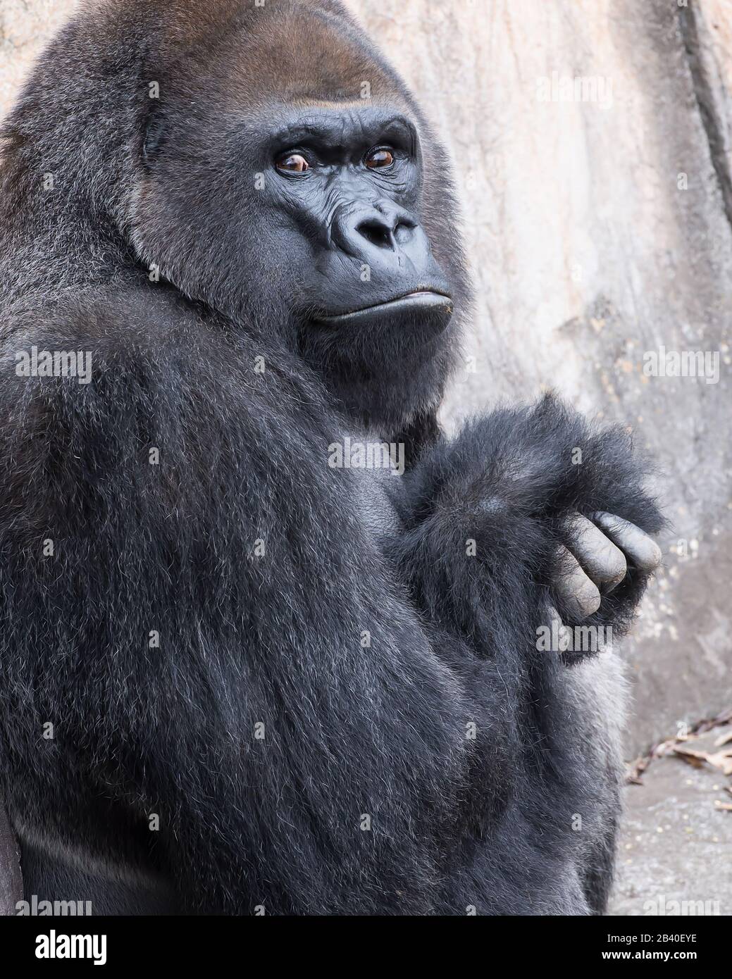 Nahaufnahme eines massiven, einschüchternden Gorillas, der skeptisch die Kamera betrachtet. Stockfoto