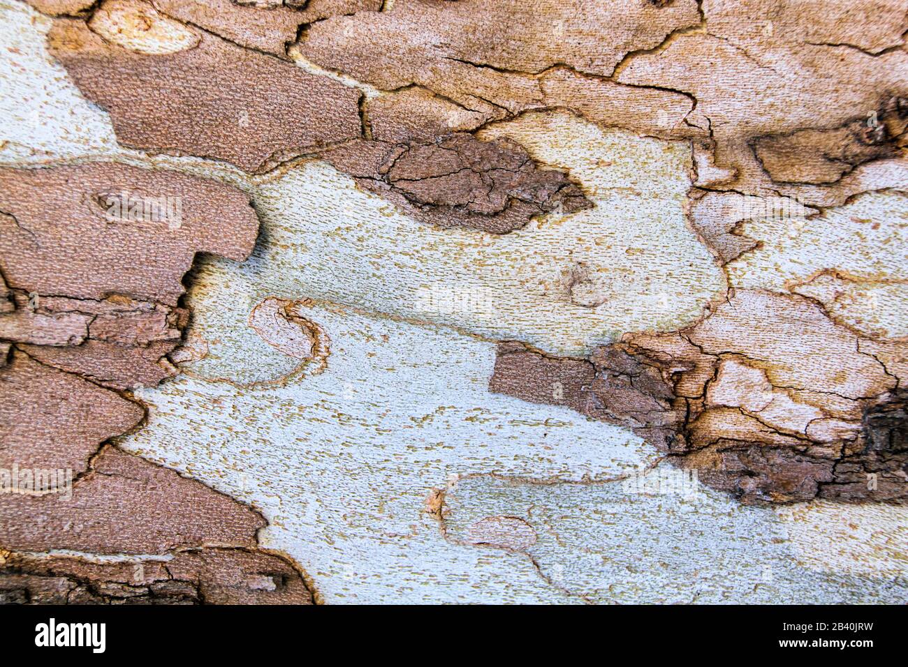 Nahaufnahme der bunt abblätternden Rinde eines Laubenbaumes, die abstrakte Muster erzeugt. Stockfoto