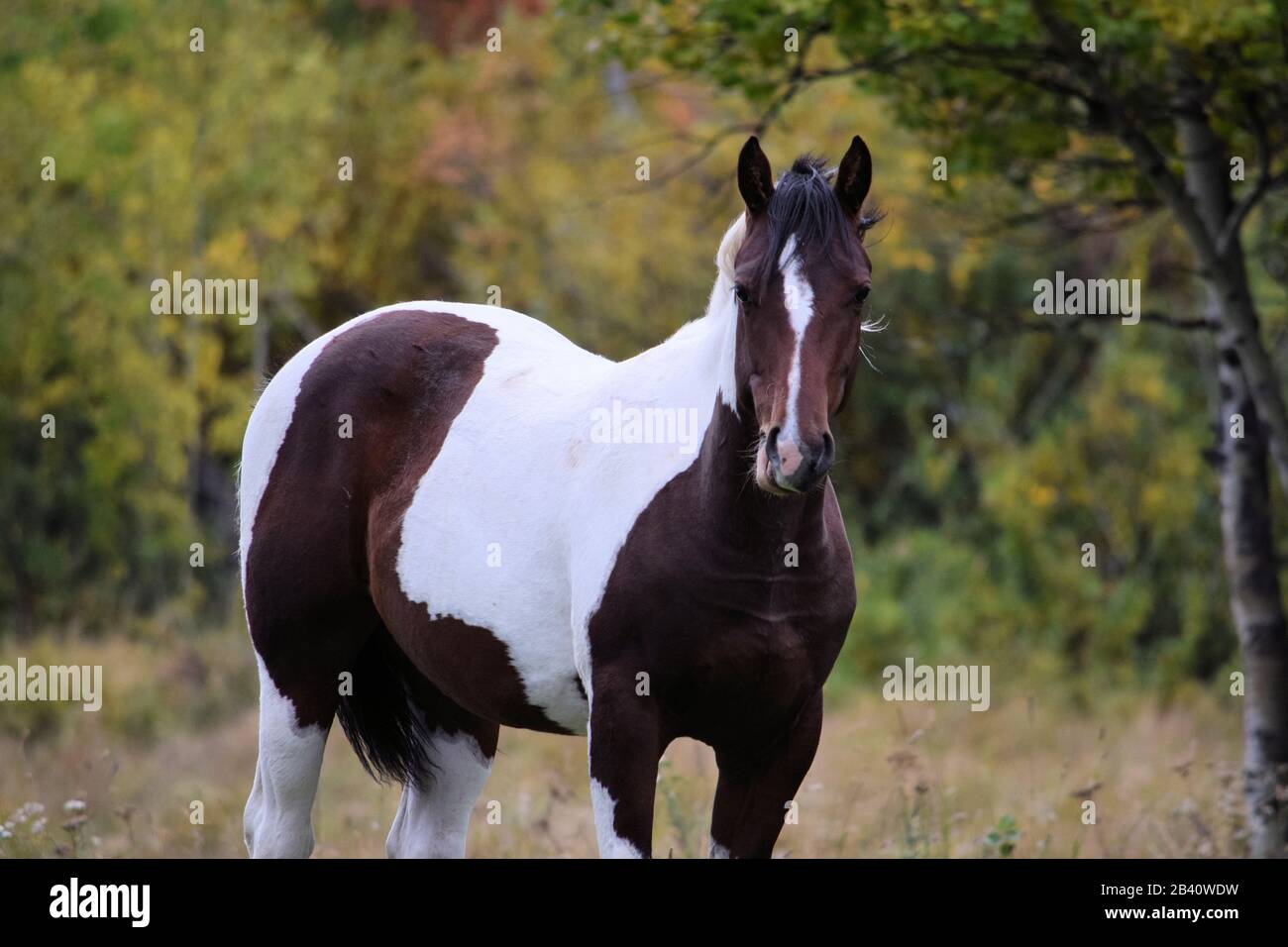 Paint Horse in Indianerreservat Stockfoto