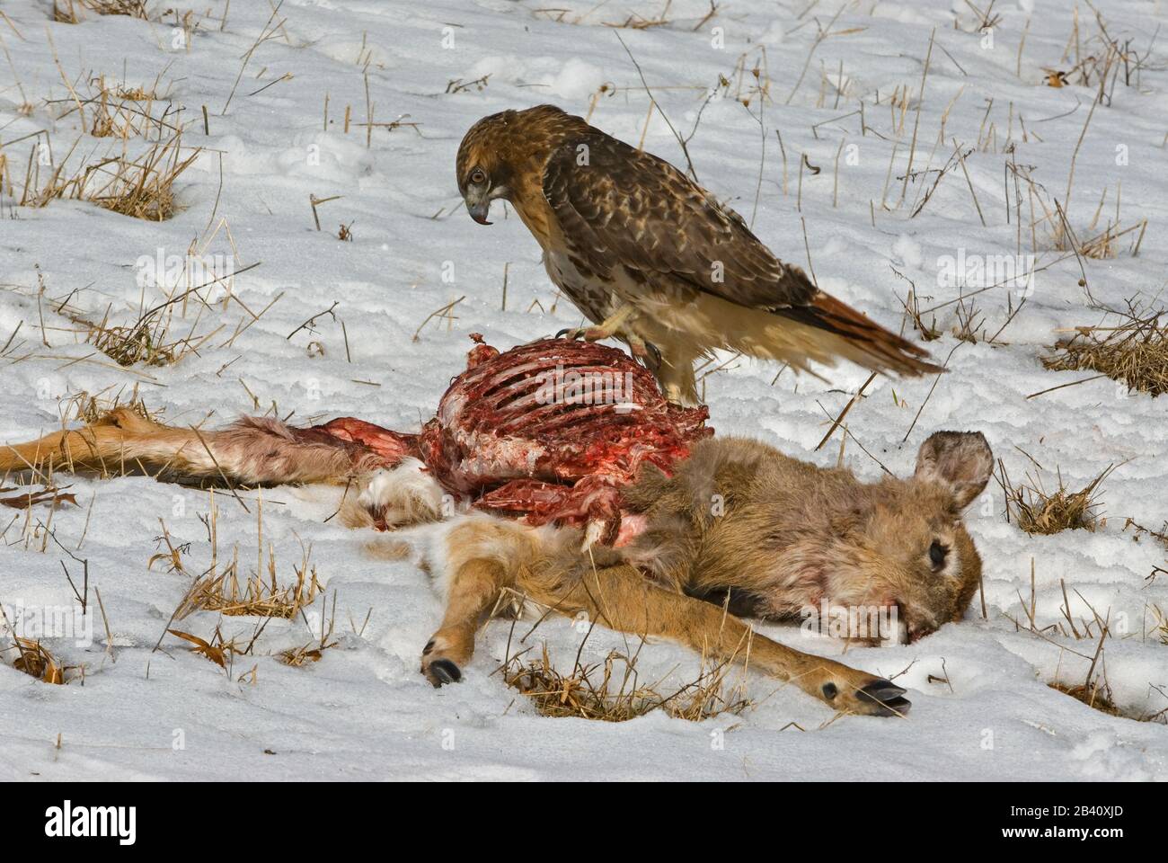Red-Tailed Hawk (Buteo jamaicensis) Fütterung an Wildkörper (Odocoileus virginianus), E . Nordamerika, von Skip Moody/Dembinsky Foto As Stockfoto