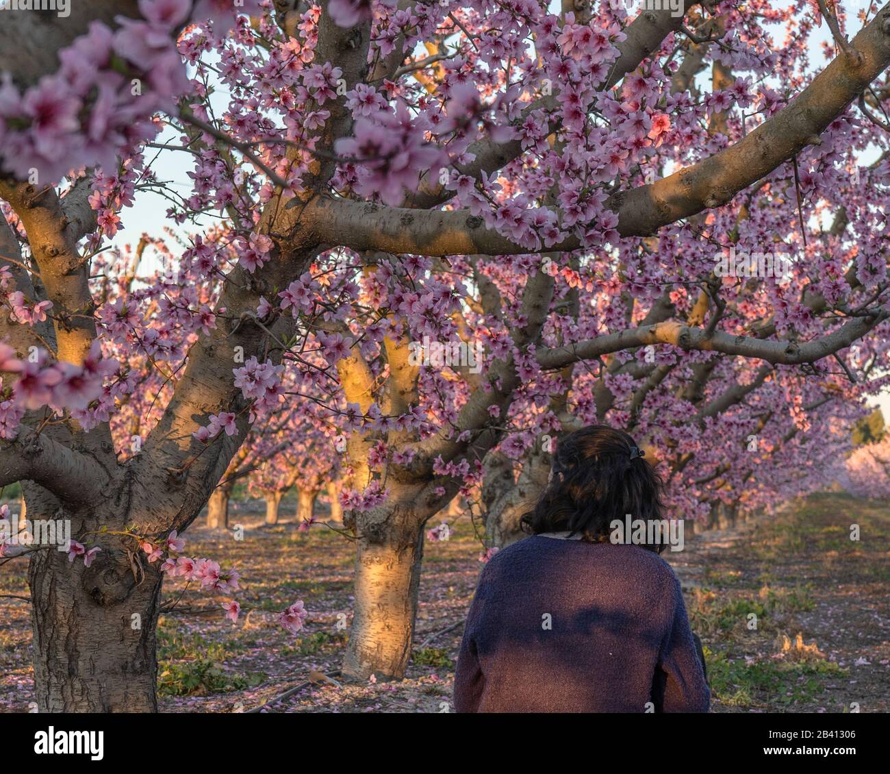 Ein Frauenfeld in der Blüte von Pfirsichbäumen, Bilder voller Blumen Stockfoto