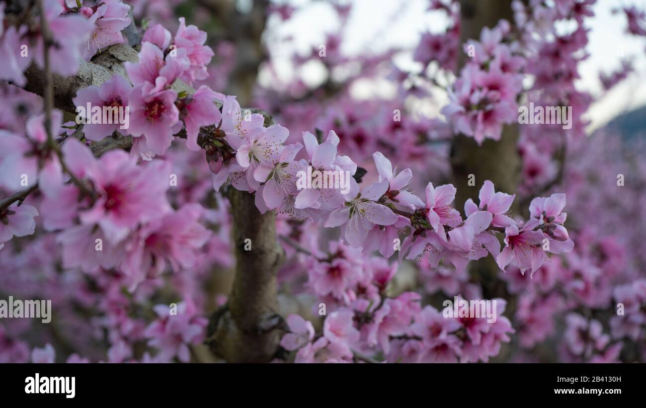 Feld in der Blüte von Pfirsichbäumen, Bilder voller Blumen Stockfoto