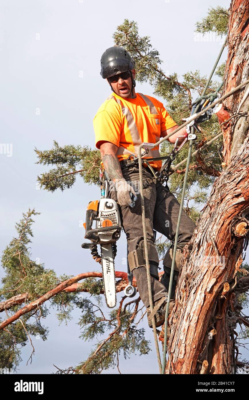 Ein Baumschneider, der für einen Baumentfernungsdienst arbeitet, verwendet eine Kettensäge, um diesen großen westlichen Wacholderbaum in einem Wohnheim in Bend, Oregon, abzuschneiden. Stockfoto