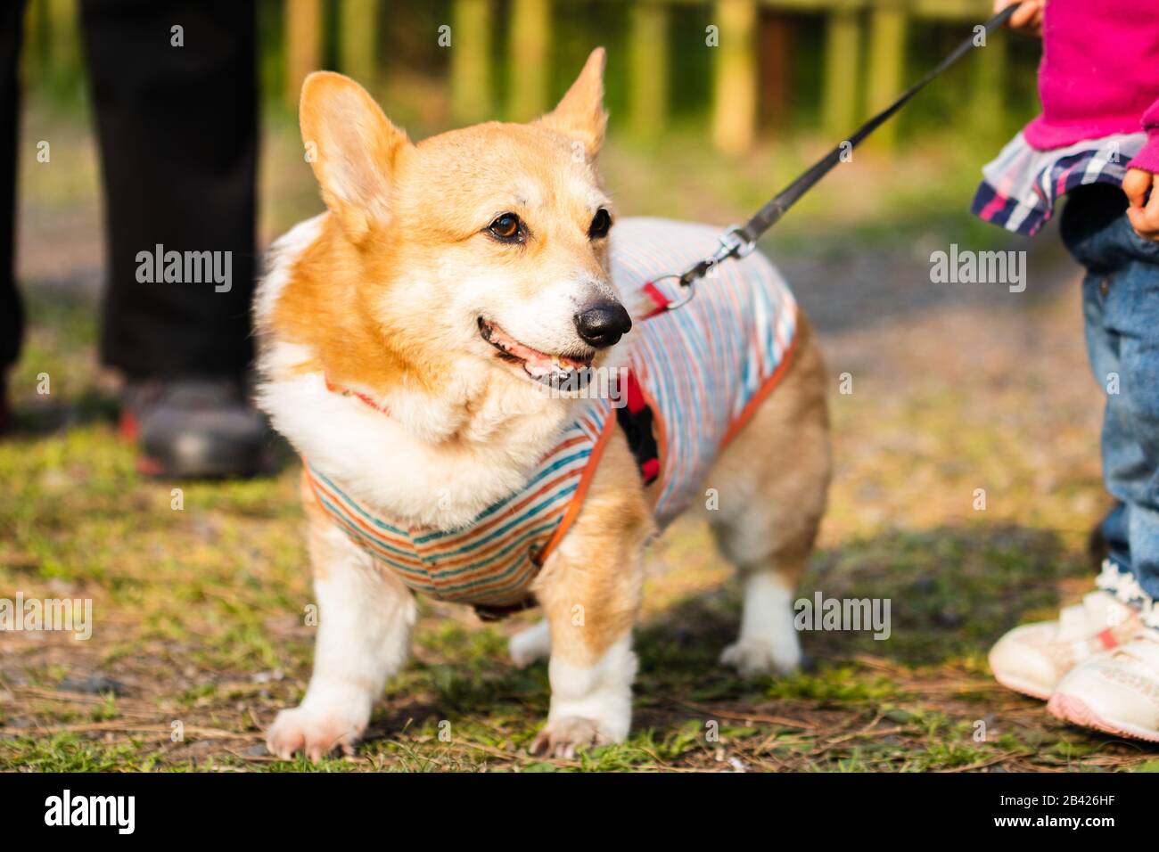 Leashed Corgi in einem Park Stockfoto