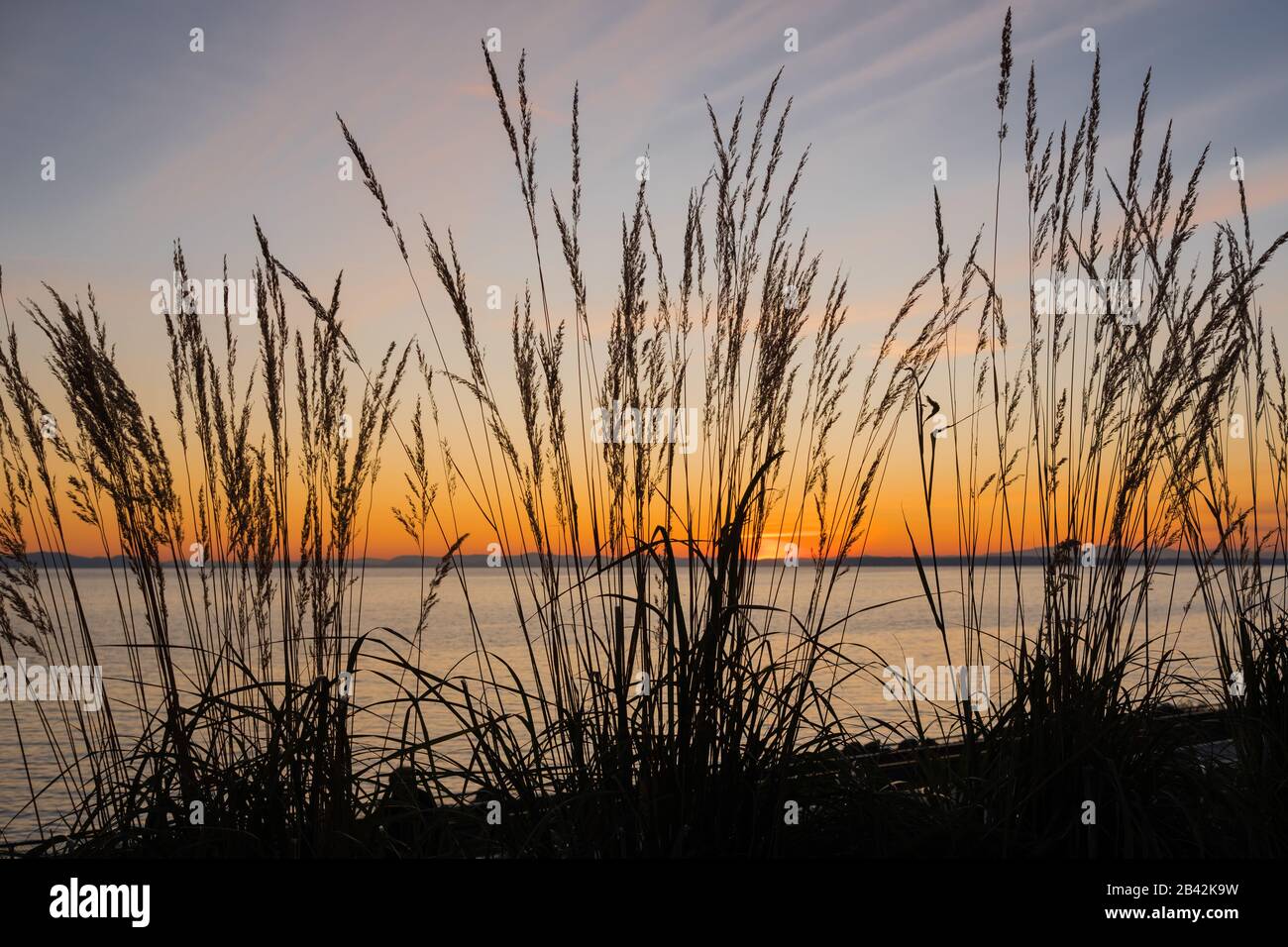 Der Sonnenuntergang im späten Herbst leuchtet orange über der Semiahmoo Bay hinter hohen Gräsern an der Promenade des White Rock. BC, Kanada Stockfoto