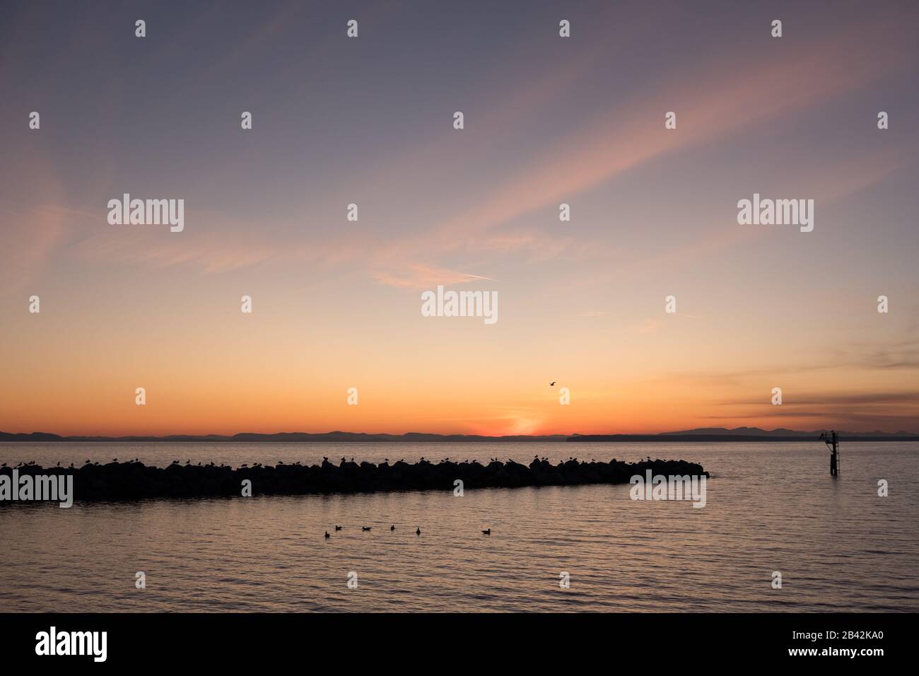 Vögel versammeln sich bei spektakulärem Herbst-Sonnenuntergang über der Georgia Strait und den Gulf Islands rund um das felsige Wellenbrecher. White Rock, BC, Kanada Stockfoto