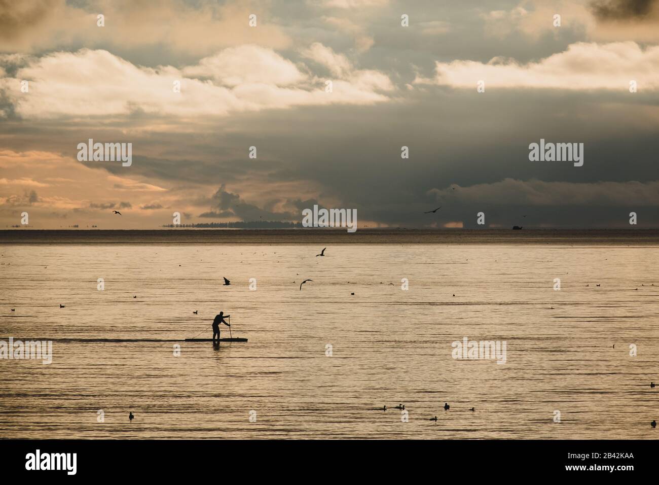 Ein Paddleboarder ist von silberfarbenen Meeren umgeben, die Licht durch einen Wolkenbruch reflektieren, umgeben von Seevögeln. Semiahmoo Bay aus White Stockfoto