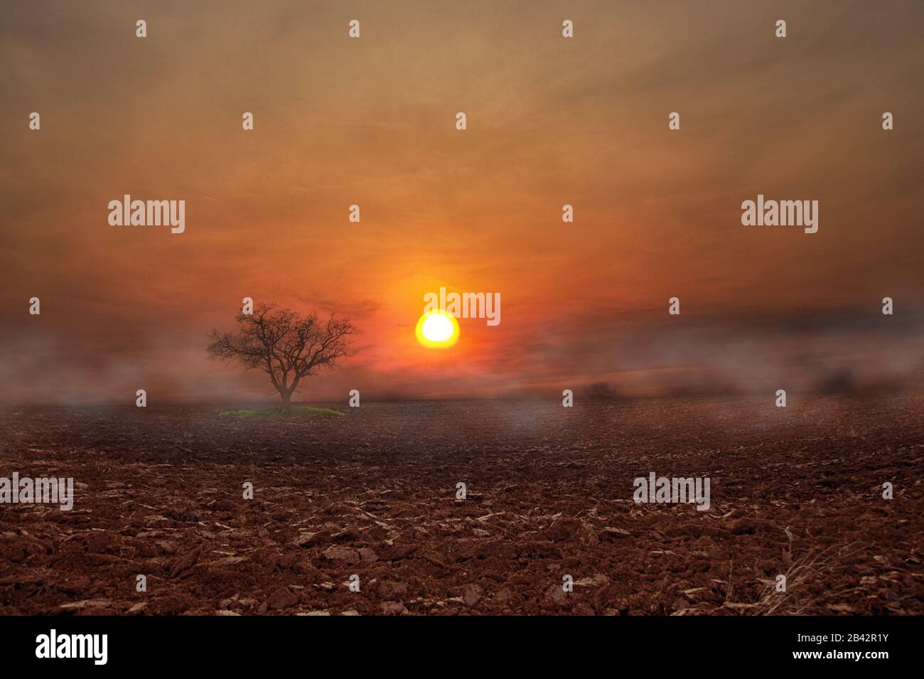 Stimmungsvolle Szene von einem Baum in einem irdenen Feld, bei dem der Sonnenuntergang und der Nebel aufgehen Stockfoto
