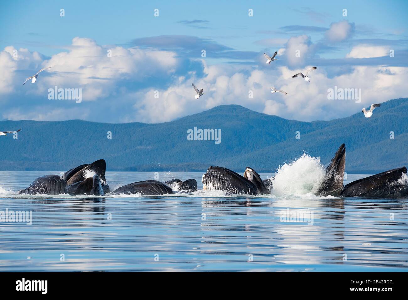 Buckelwale, Megaptera novaeangliae, Blasennetz, das sich von Hering ernährt, mit Möwen, die versuchen, Fische zu schnappen, Kupreanof ist., Frederick Sound, Alaska Stockfoto