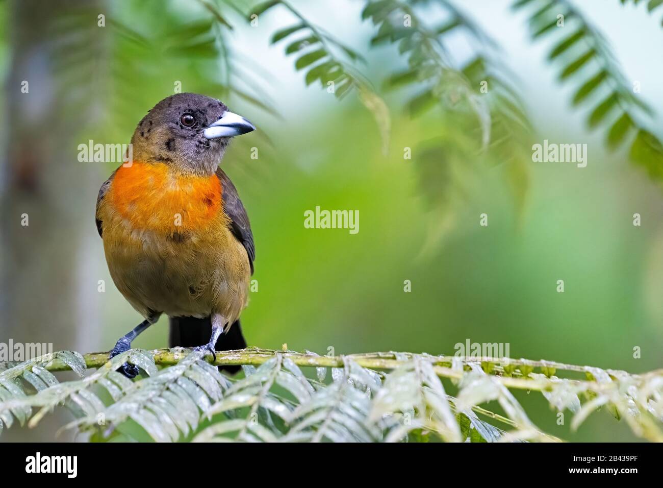 Ein weibliches Cherrie's tanager geht auf einer Filiale in der Nähe des Rio Tigre auf der Osa-Halbinsel in Costa Rica vor. Stockfoto