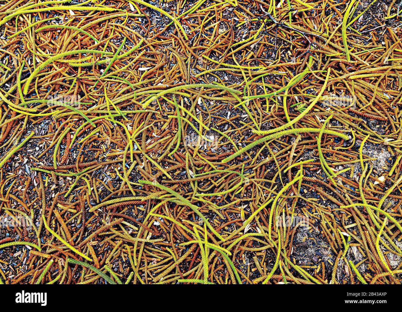 Branchlets aus Kalkblättern von Norfolk Island Pines, die hinter dem Pavillon am Bondi Beach wachsen Stockfoto