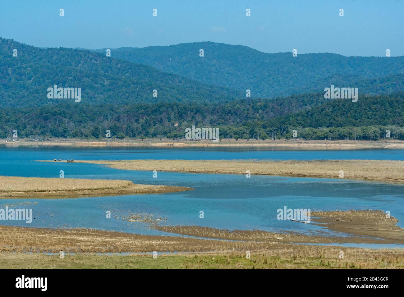 Wilde asiatische Elefantenfamilie oder Herde mit Baby-Elefanten oder Kalb bei malerischer Aussicht und Landschaft des flusses ramganga im Dschikala des jim corbett Nationalparks Stockfoto